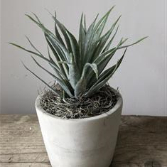 Grey Faux Succulent Plant