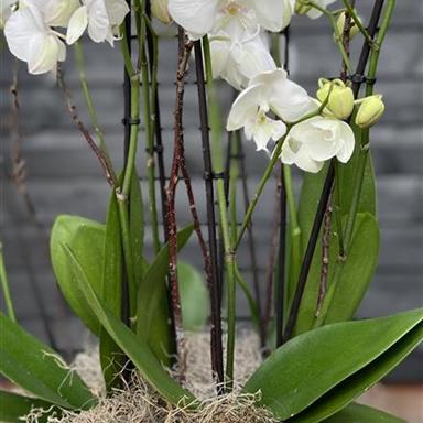 Wild Orchid Planter