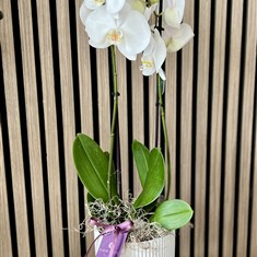 White Orchid Plant In Pot