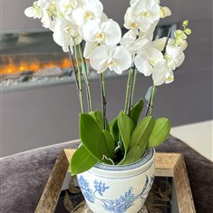 White Orchid Planter 