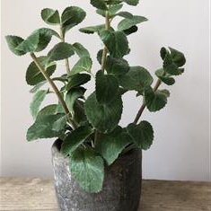 Faux Mint Pot