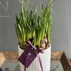  Narcissi Bulb Planter