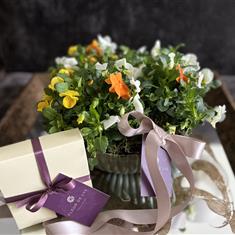 Viola Planter with Chocolates