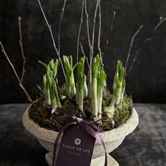 Spring bulb Planter