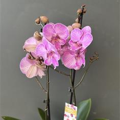 Lilac Stripe Orchid Planter
