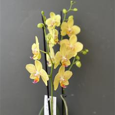 Yellow Orchid Planter