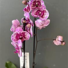 Purple Spotted Orchid Planter