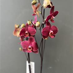 Burgundy Orchid Planter