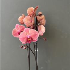 Dusky Pink Orchid Planter