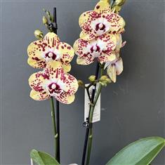 Yellow Spotted Orchid Planter