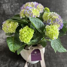 Blue Hydrangea in Pot