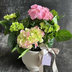 Pink Hydrangea in Pot